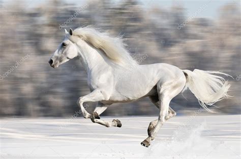 White horse runs gallop in winter, blur motion — Stock Photo © vikarus #18651597