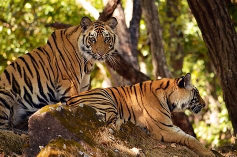 The Complete Story of Wildlife and Tiger Conservation Efforts in Madhya ...