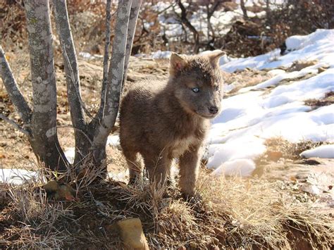 Blue Eyed Wolf Pup by Stormy Logan