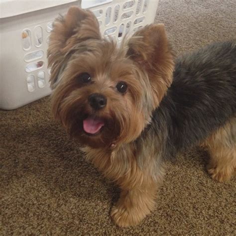 80+ Adorable Yorkie Haircuts For Your Puppy | Yorkie puppy haircuts, Yorkie puppy, Yorkshire ...