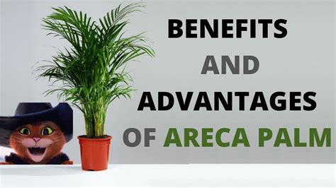 Benefits Areca Palm Plant |Health Benefits of Areca Palm at Home| - YouTube