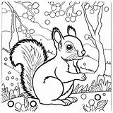Squirrel Outline Vector Illustration Coloring Book For Children  sketch template