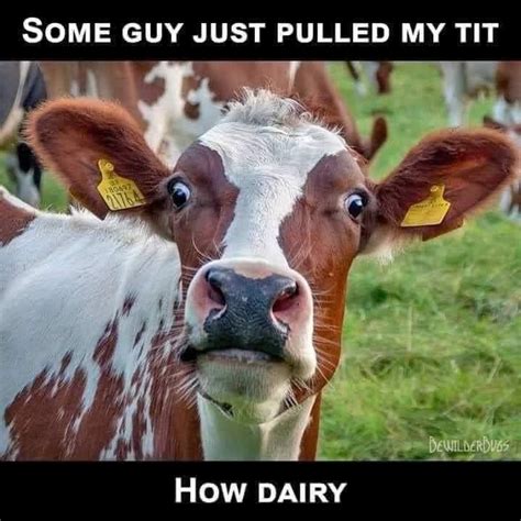 Vrry Funny Cow Pictures