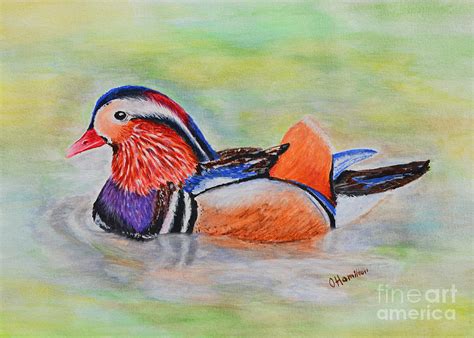 Mandarin Duck Watercolor Painting Painting by Olga Hamilton - Fine Art America