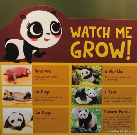 Singapore Zoo Panda Ticket Price - Cogo Photography