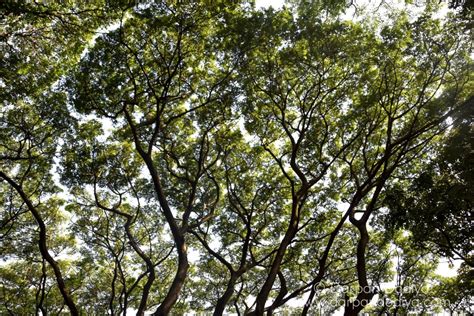 [Photo Story] Cubbon Park, Bangalore – Darpan Dodiya