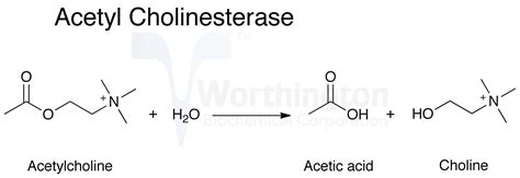 Acetylcholinesterase Chemical Structure