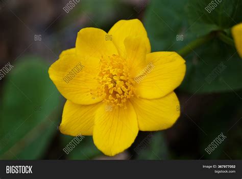 Yellow Forest Flowers Image & Photo (Free Trial) | Bigstock