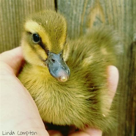 Day two of baby Rouen duckling Watch :) Quack. She is bright-eyed, precious and very active ...