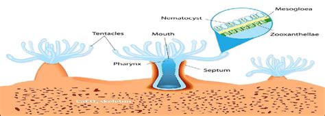 Coral Polyp Anatomy