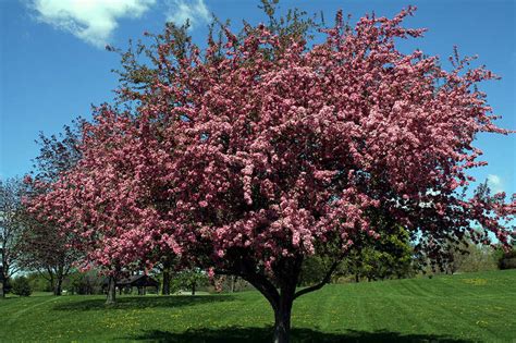 The Best Flowering Trees In Australia | Lawn.com.au