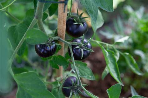 The Black Beauty Tomato - Minneopa Orchards