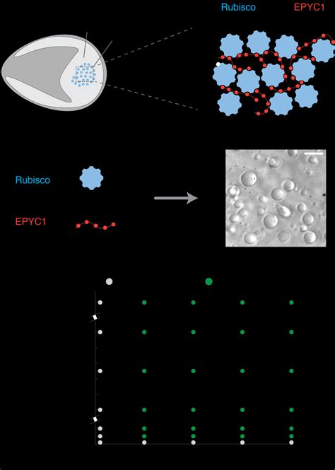 The components of the pyrenoid -EPYC1 and Rubisco -phase separate in... | Download Scientific ...