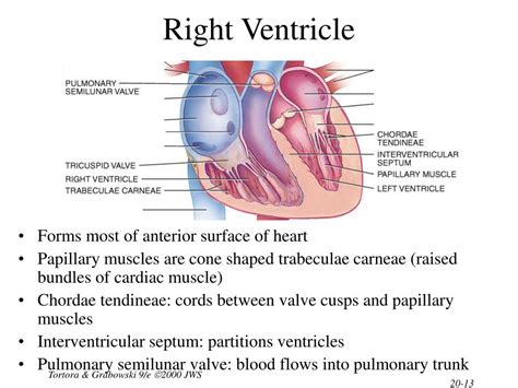 PPT - Chapter 20 The Cardiovascular System: The Heart PowerPoint Presentation - ID:311973