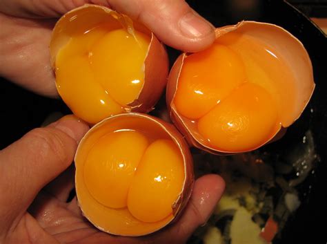 How are eggs (hen's) with two yolks produced? Can that happen naturally? - My Q/A Corner