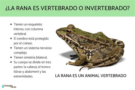 ¿La rana es vertebrado o invertebrado? - Descubre a estos anfibios