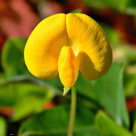 Groundnut Flower