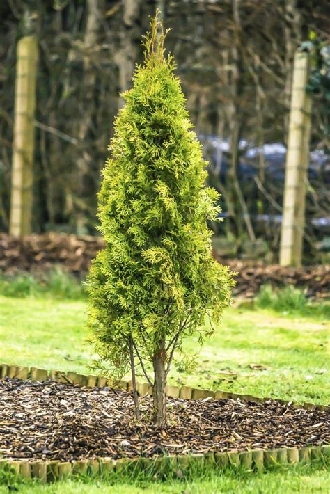 Fertilizer For Arborvitae: How And When To Feed Arborvitae Trees ...