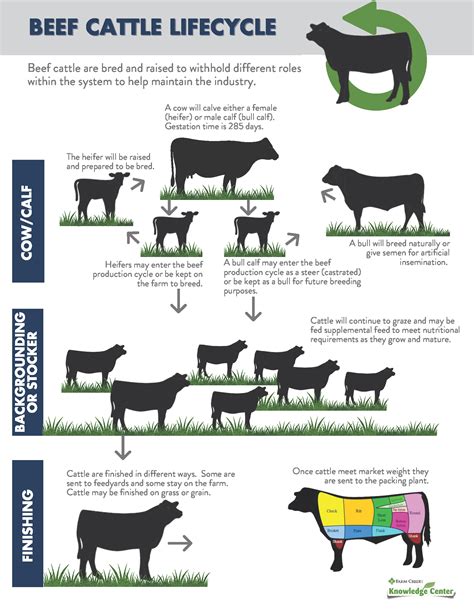 Beef Cattle Production System and the Beef Cattle Lifecycle | Farm ...