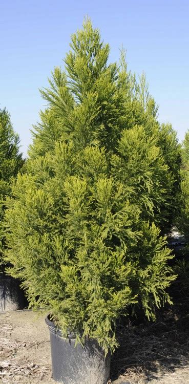 Buy Radicans Cryptomeria Trees Online | Stadler Nurseries