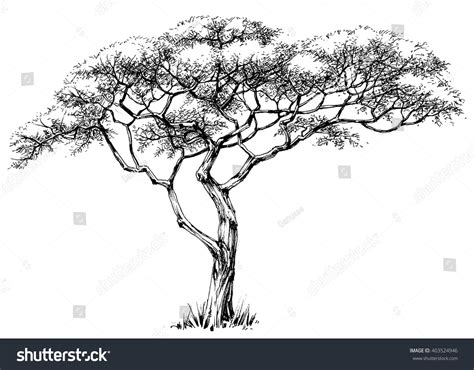 African Tree Marula Tree Stock Vector 403524946 - Shutterstock