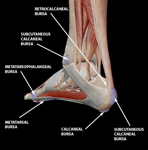 Bursitis: The Fallen Heroes of Joint Mobility