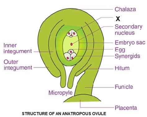 Anatropous and Orthotropous Ovule - best 4 difference