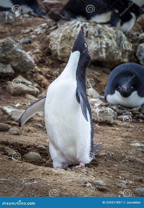 Adelie Penguin Performs a Breeding Behavior Stretch in Order To Attract ...