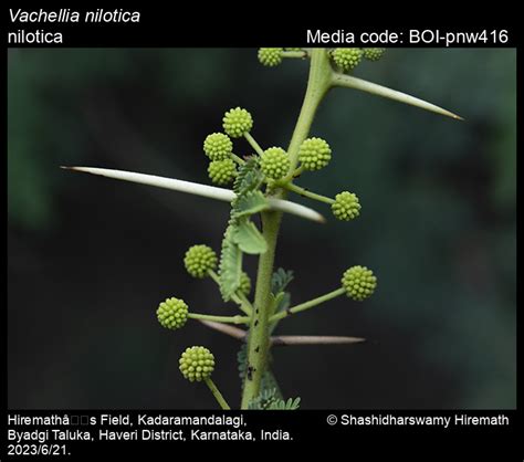 Vachellia nilotica | Butterfly