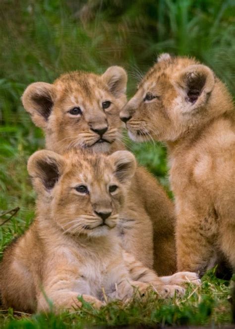 These rare Asiatic Lion cubs are three times the fun at Cotswold Wildlife Park. See more photos ...