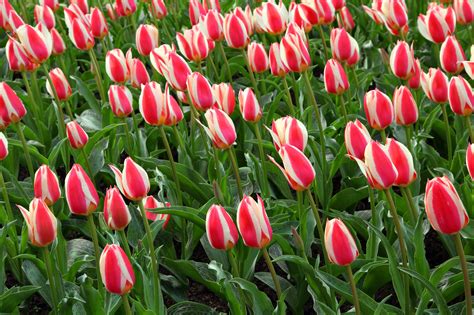 Bunga Tulip Merah Putih