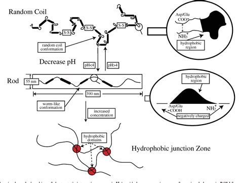 [PDF] Mucin structure, aggregation, physiological functions and ...