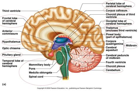 Labeled Diagram Of Human Brain Riloynrt - Bathroom - Kosial.info ...