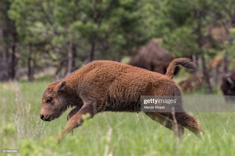 Baby Bison Running In A Field High-Res Stock Photo - Getty Images