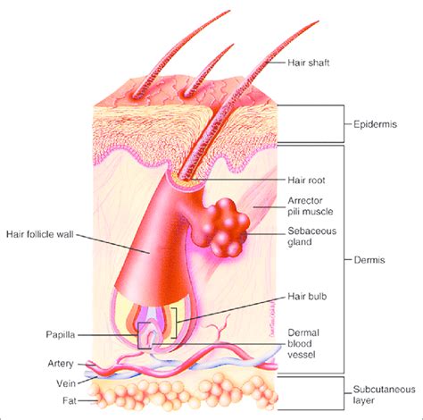 Structure of hair follicle | Download Scientific Diagram