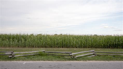 Corn on Steroids | Gettysburg Daily