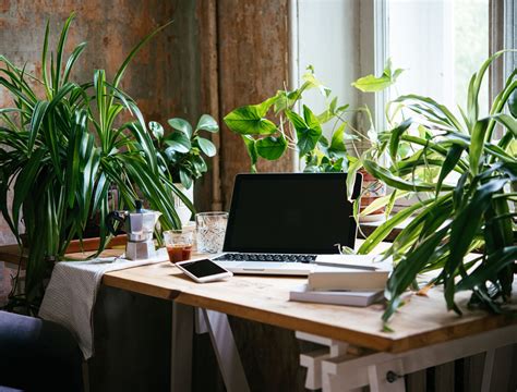 Zen at Work: 9 Plants That Promote Tranquility in Your Office