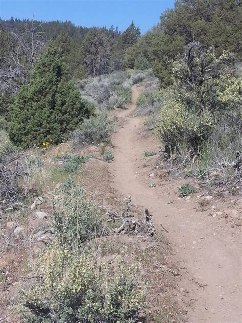 Paiute Meadows Trail Run - Susanville , CA 05/08/21