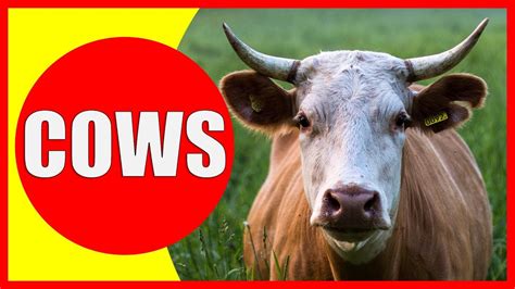 COW VIDEOS FOR KIDS - Facts about Cows for Children, Preschoolers and Kindergarten - YouTube