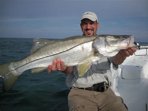 Snook fishing Charlotte Harbor, Florida snook fishing charters