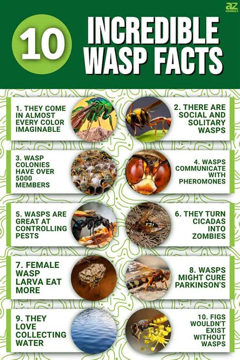 10 Incredible Wasp Facts - A-Z Animals