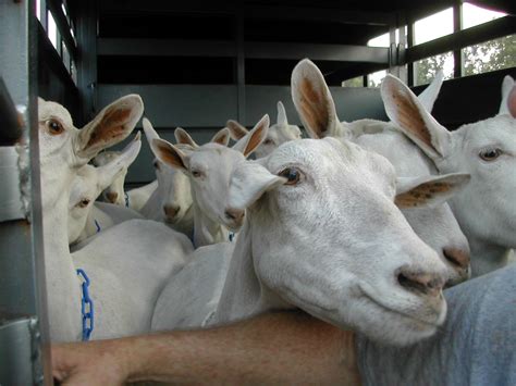 File:Saanen goats in trailer 2003.JPG - Wikimedia Commons