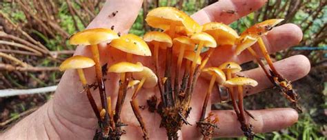 Growing: Enokitake Mushrooms in the Currant Patch