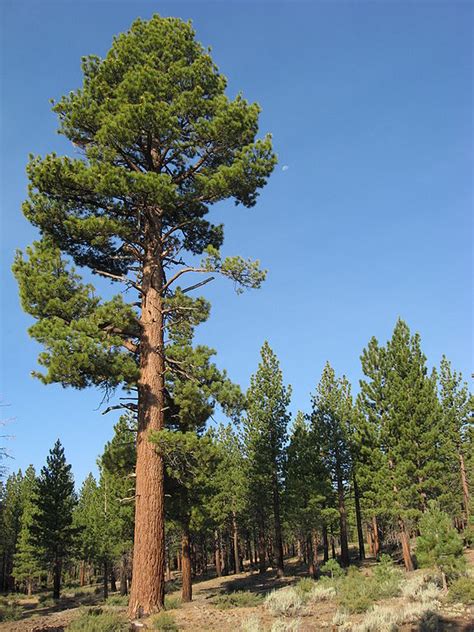 Jeffrey Pine (Pinus jeffreyi) Tree Facts, Habitat, Pictures ...