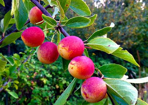 Mirabelle Plum: Nature's Little Gumdrop - Tall Clover Farm