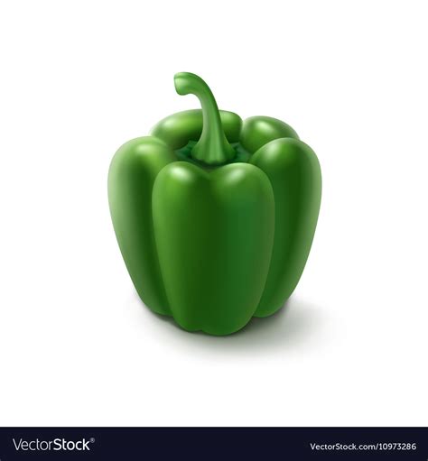 Green bulgarian bell pepper on white background Vector Image