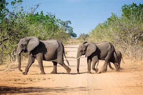 Sensational Safari In Chobe National Park, Botswana - Zigzag Around the World