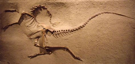 Réplique du fossile de Struthiomimus altus AMNH 5339, Musée royal de l ...