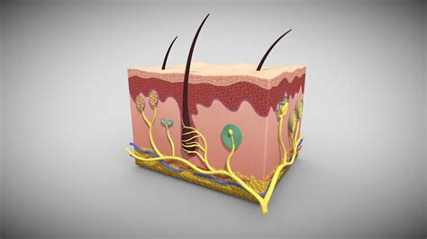 Sensory Receptors In Skin