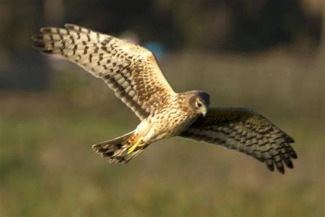 Northern Harrier Hunting Photograph by Robert Goldman - Pixels